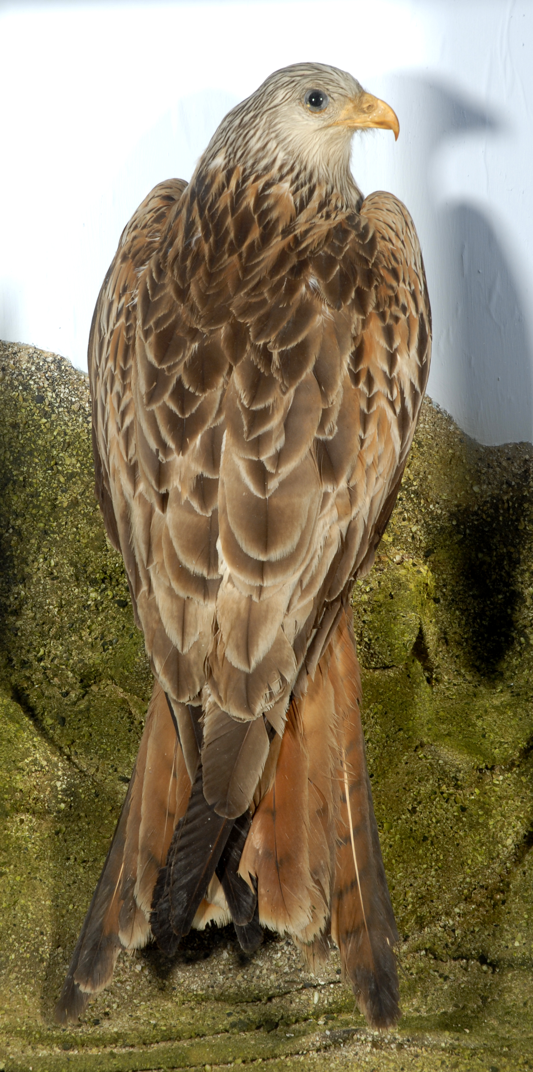 Image of a seated red kite from the back, showing the reddish-brown plumage on the wings and the V-shaped tail. The bird is looking to the right, and you can see the right eye and hooked beak. Overall, the bird’s back looks heart-shaped.