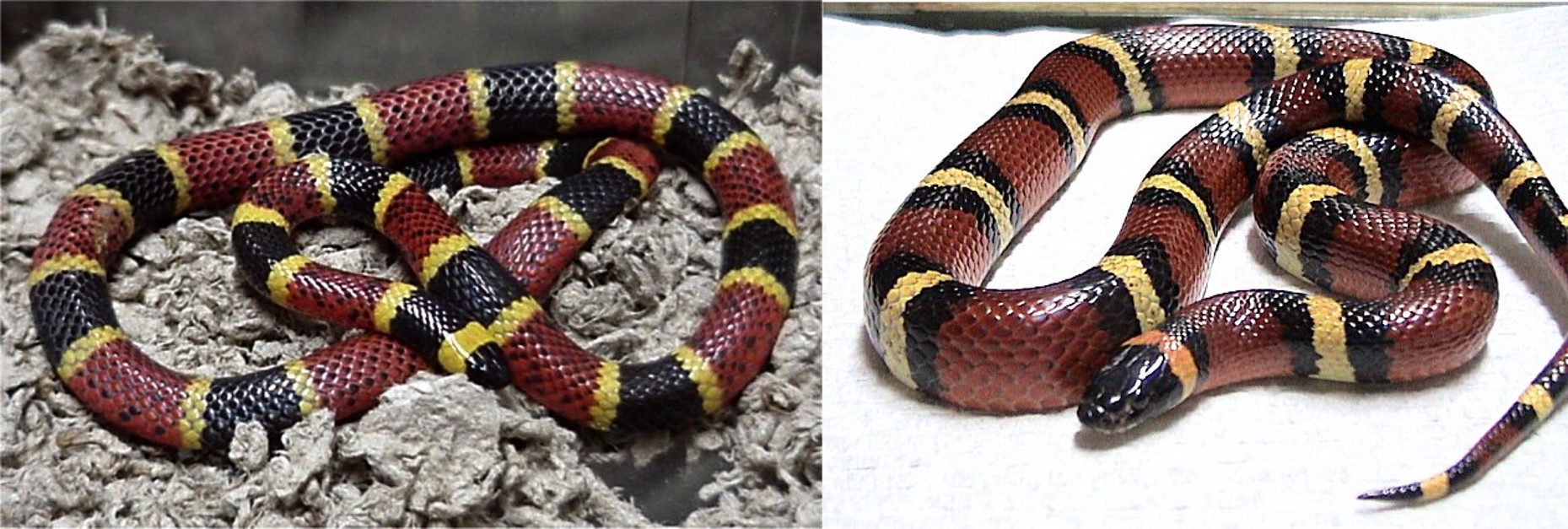 Coral Snake and Mexican Milk Snake