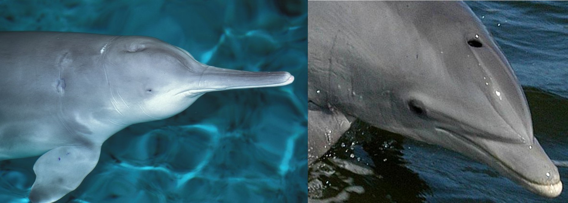 Colour photographs of two dolphins, one with a long, thin snout and one with a shorter snout