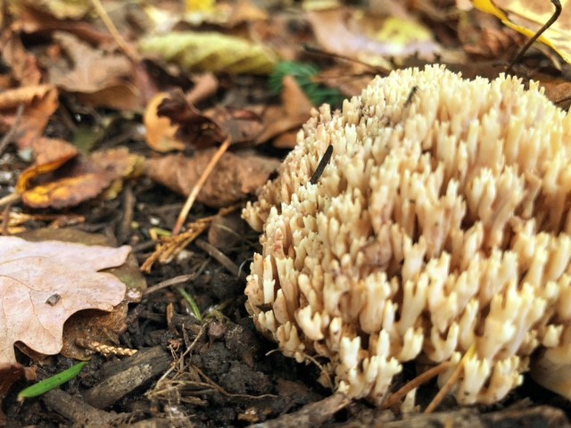 Photo of coral fungi on a woodland floor with leaves and earth underneath