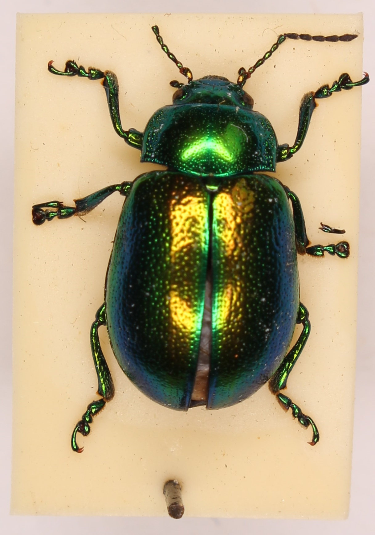 Colour photograph of an iridescent green beetle