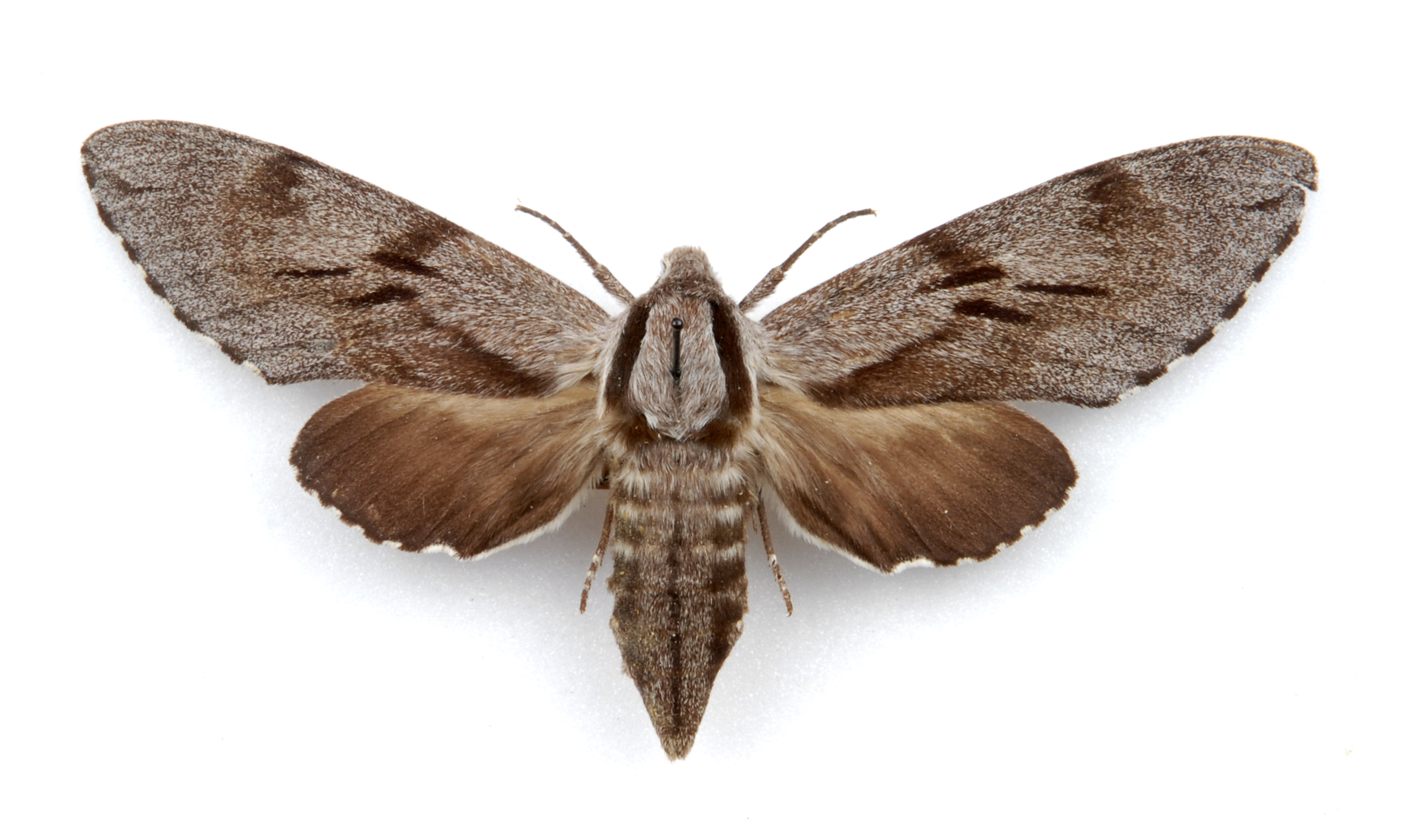 Aerial view photo of pine hawkmoth with wings outstretched