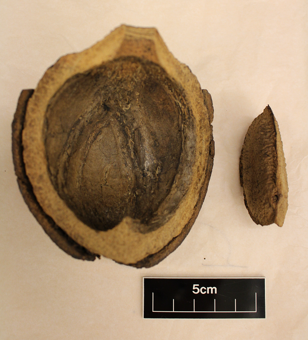 Colour photograph showing half a rounded pod with a brazil nut by the side
