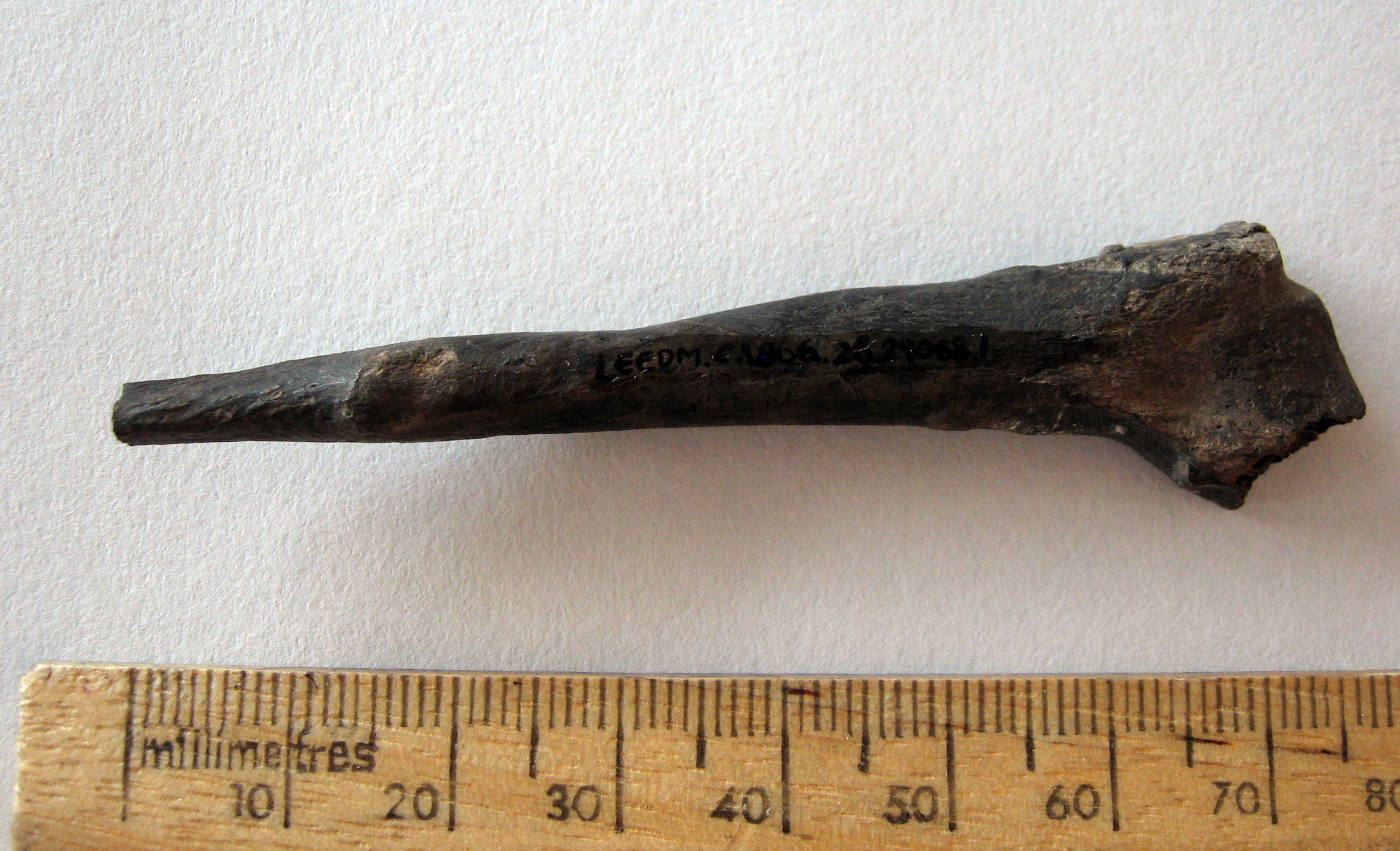 Colour photograph of a bone that is wider at one end than the other. It is dark brown in colour about about 8cm long