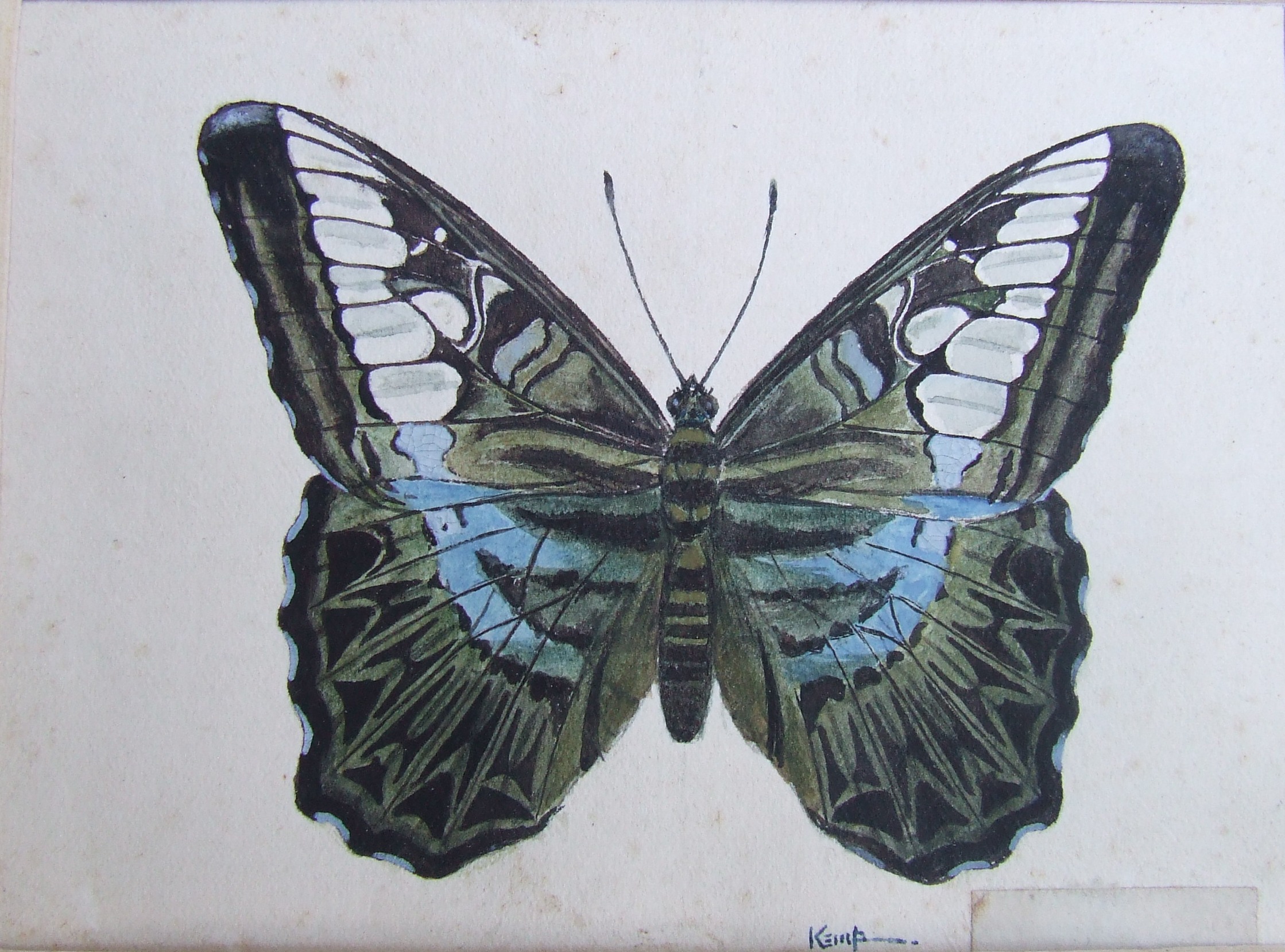 Colour painting showing a black, white and blue butterfly