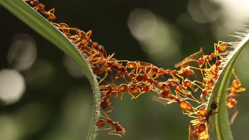 Ant bridge
