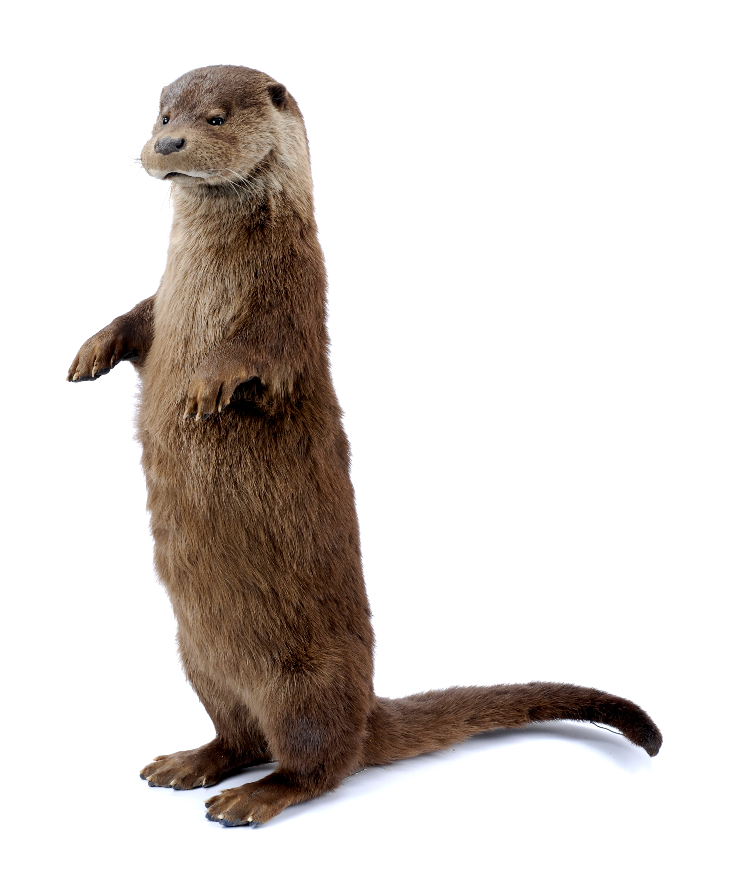 A dark brown otter taxidermy mount stands upright on its hind legs, with front paws facing forward, and tail behind.
