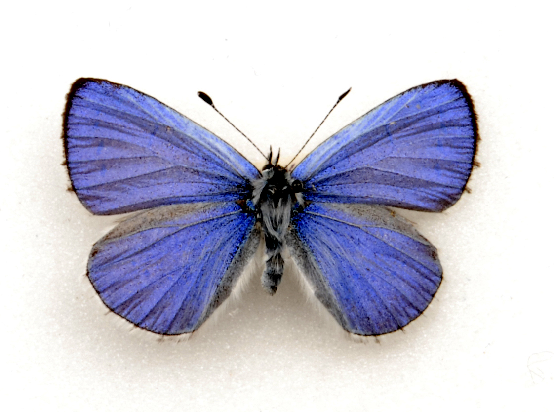 Aerial photo of Holly Blue butterfly with wings outstretched