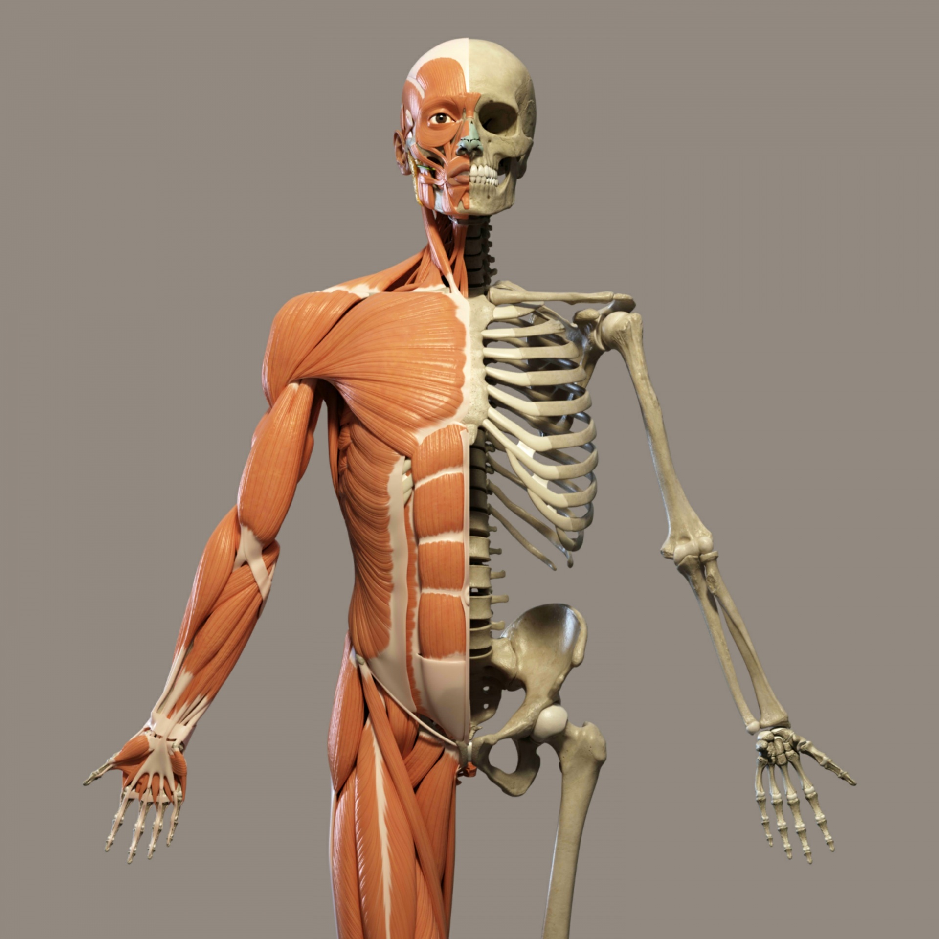Drawing of the human body showing the skeleton on one side, and muscles on the other.