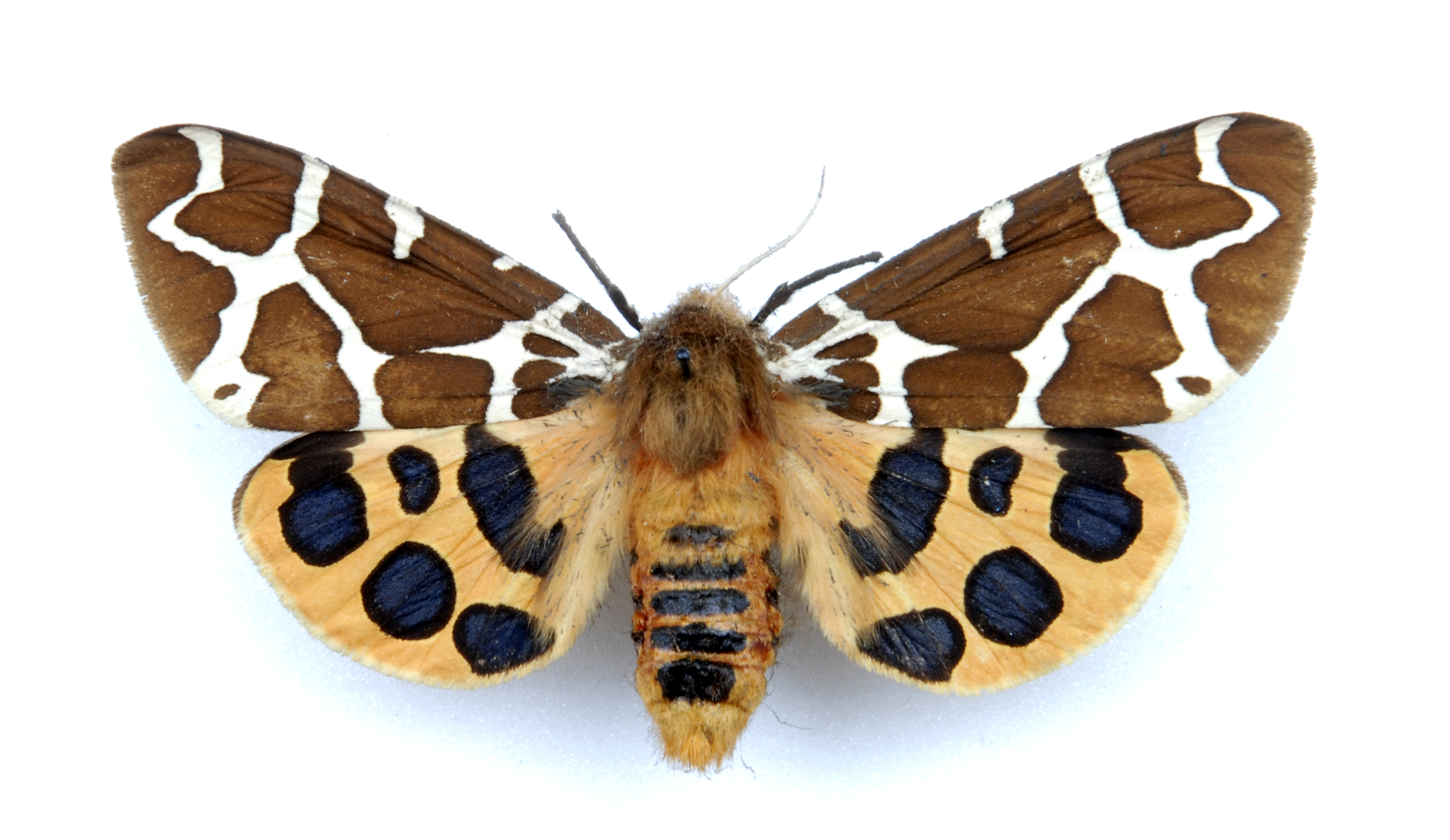 Aerial view photo of Garden Tiger moth with wings outstretched