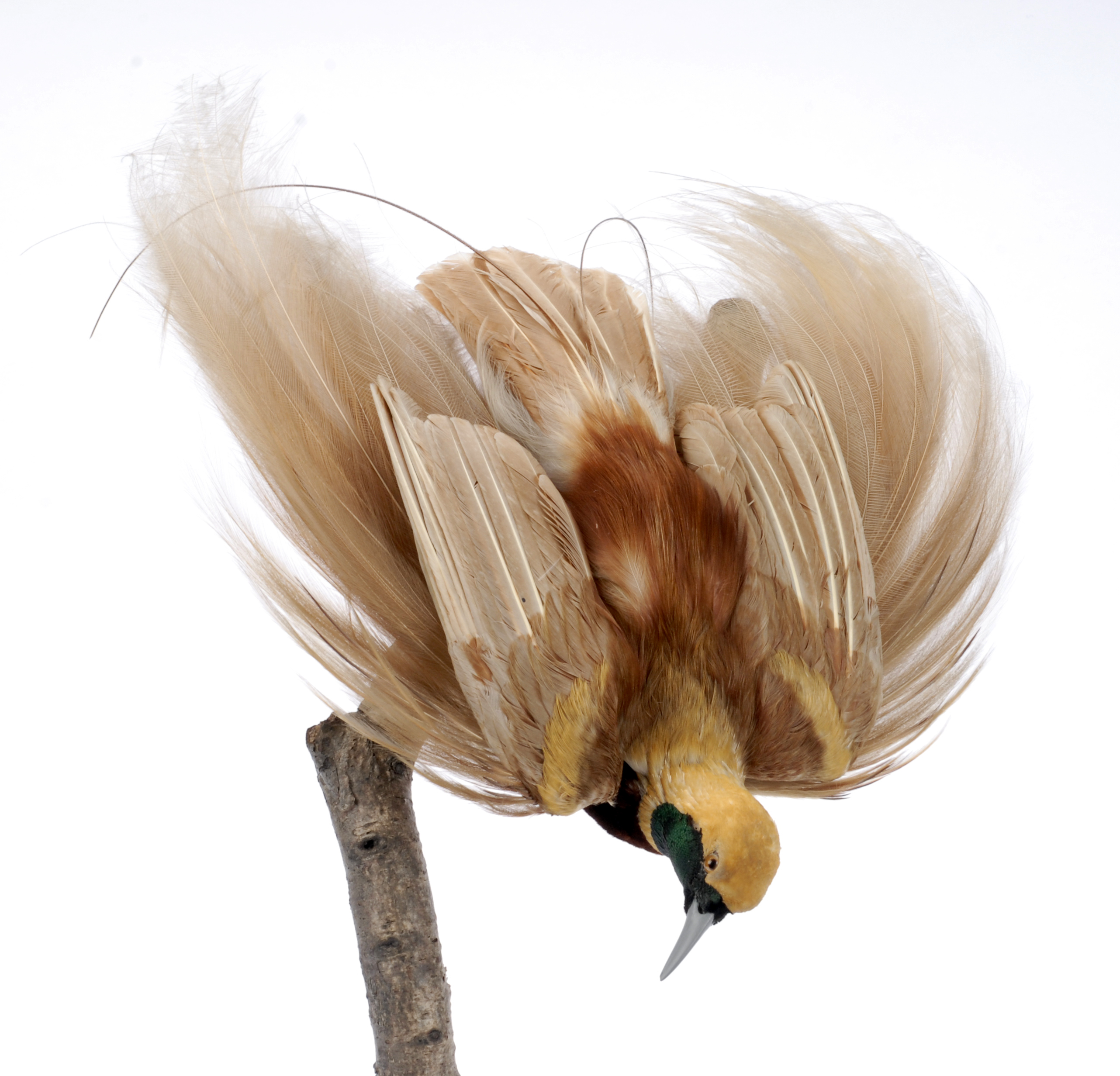 Greater Bird-of-Paradise