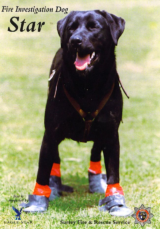 Star is standing facing the camera.  She is a black labrador and on her paws wears red and black boots that come up to just above her ankle joint.