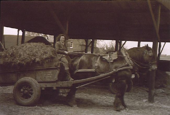 Black and white photo showing a horse and cart full of hay.  Winifred is sitting on the cart.