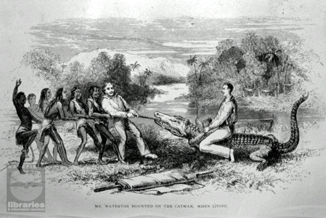 Waterton riding a live cayman, or crocodile