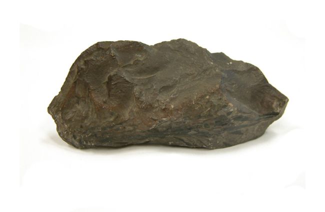 Dark brown rock showing an almost black fossil of what looks like a type of pine needle leaves