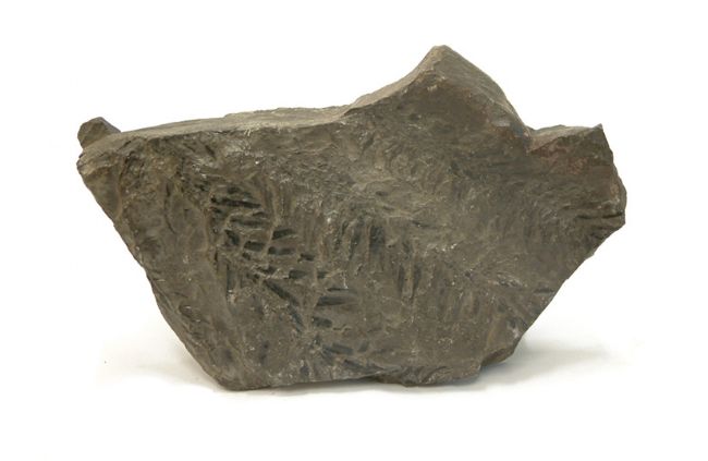 Dark grey rock with almost black fossilized leaves that look similar to pine needles.