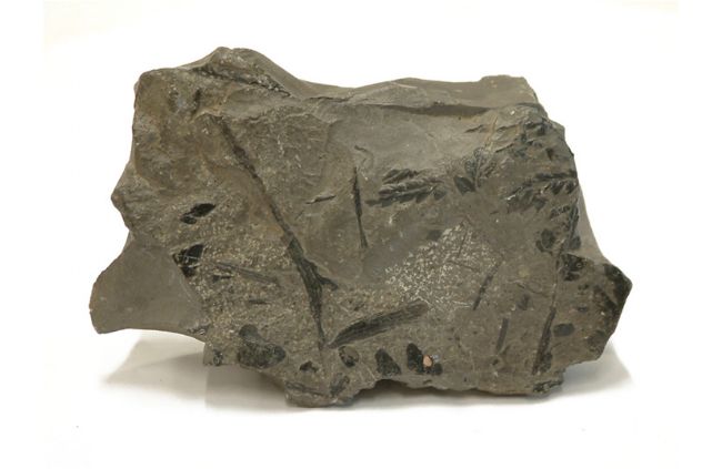 Dark grey rock with darker grey, almost black fossilized leaves