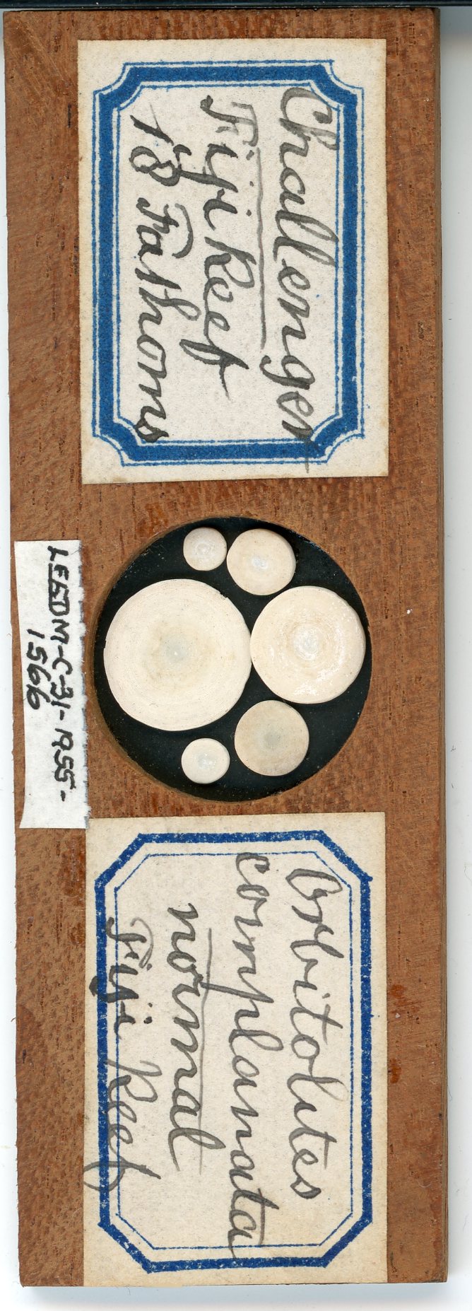 Colour photo of a microscope slide with foramanifera specimens.
