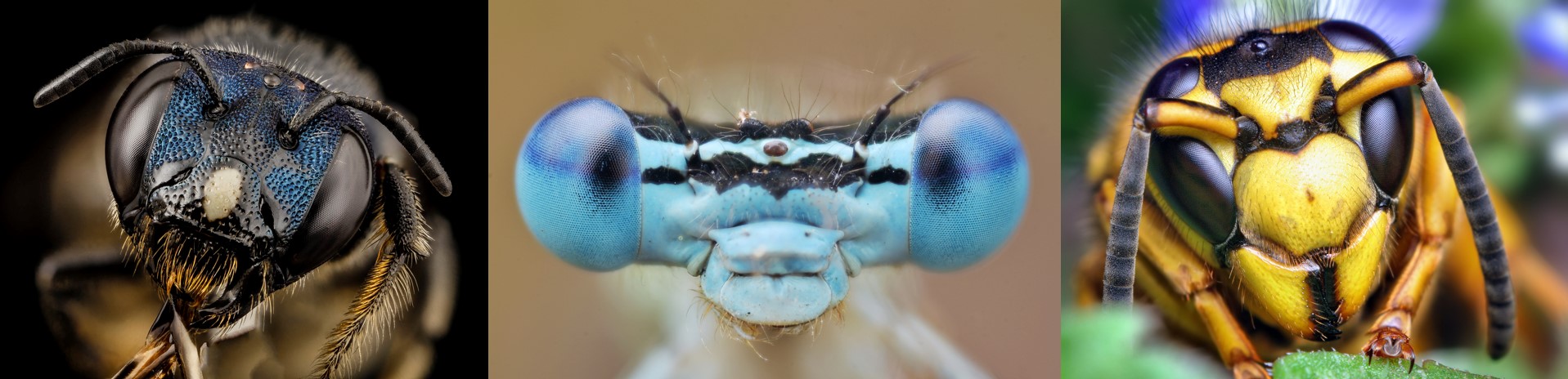 Insect Eyes Close Up