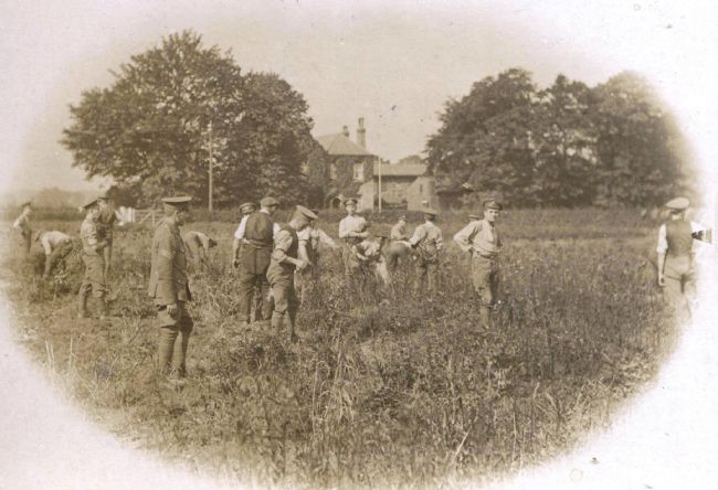 Black and white photo showing WW1 soldiers picking beans at Fisher's farm, Cottingham