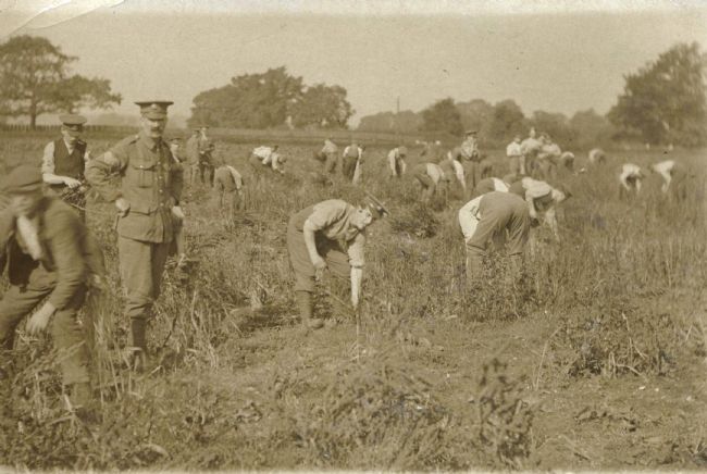 Black and white photo of WW1 soldiers picking beans on Fisher's Farm, Nottingham, 1917