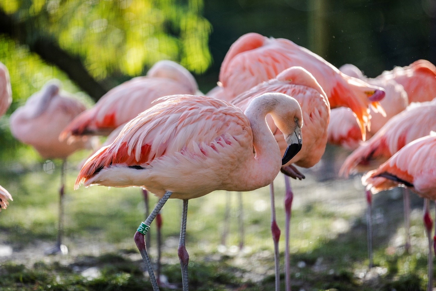 A group of pink coloured flamingos.