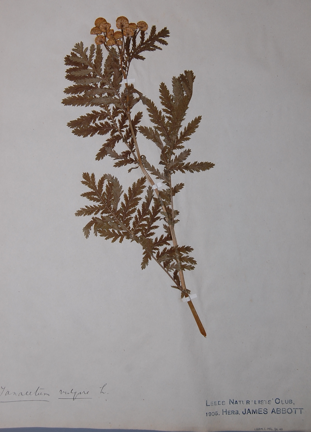 Colour photograph showing a pressed, dried tansy plant