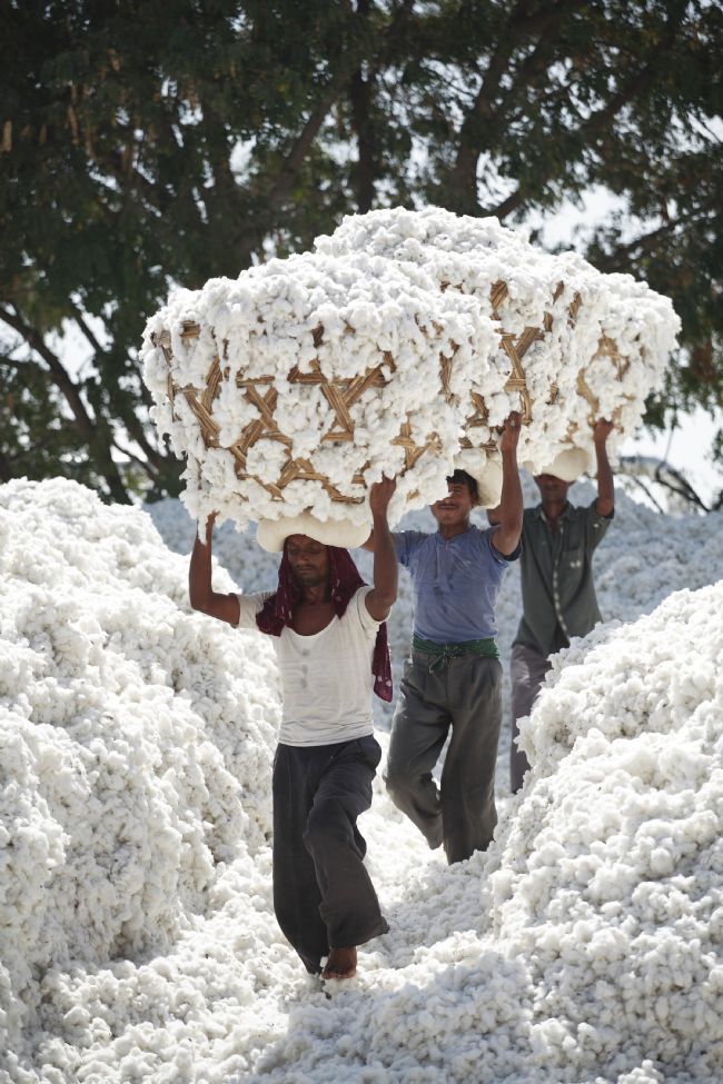 Two men carrying cotton on their heads