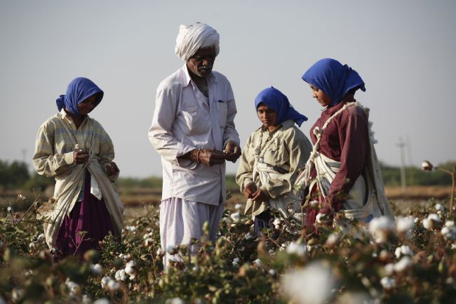 Fair Trade cotton being picked