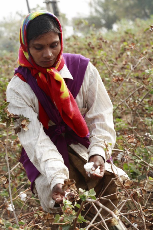 Fair Trade cotton being picked in a field