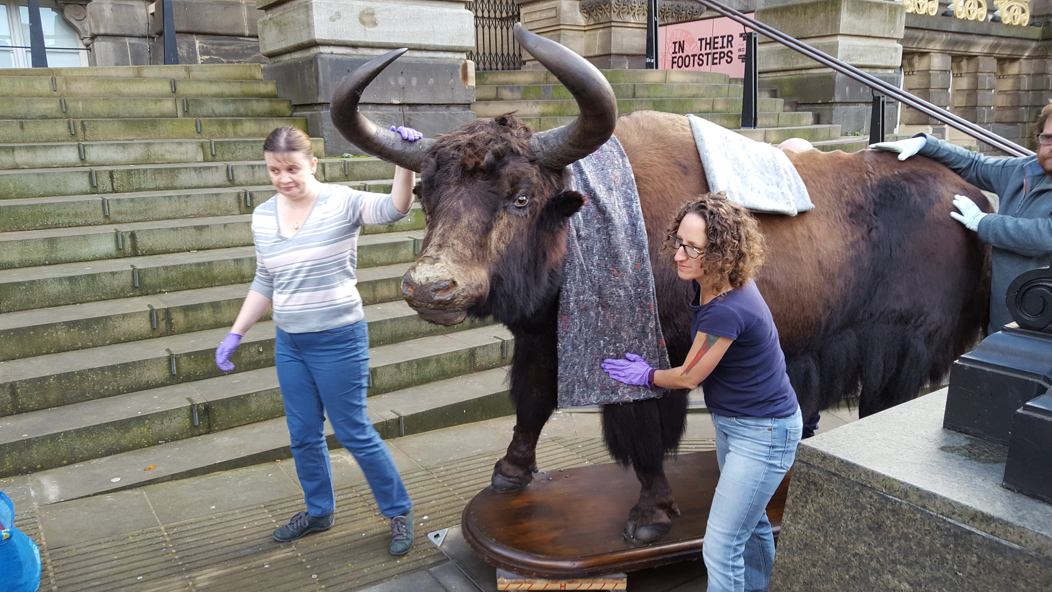 Three people moving a taxidermy yak on a pavement outside a museum