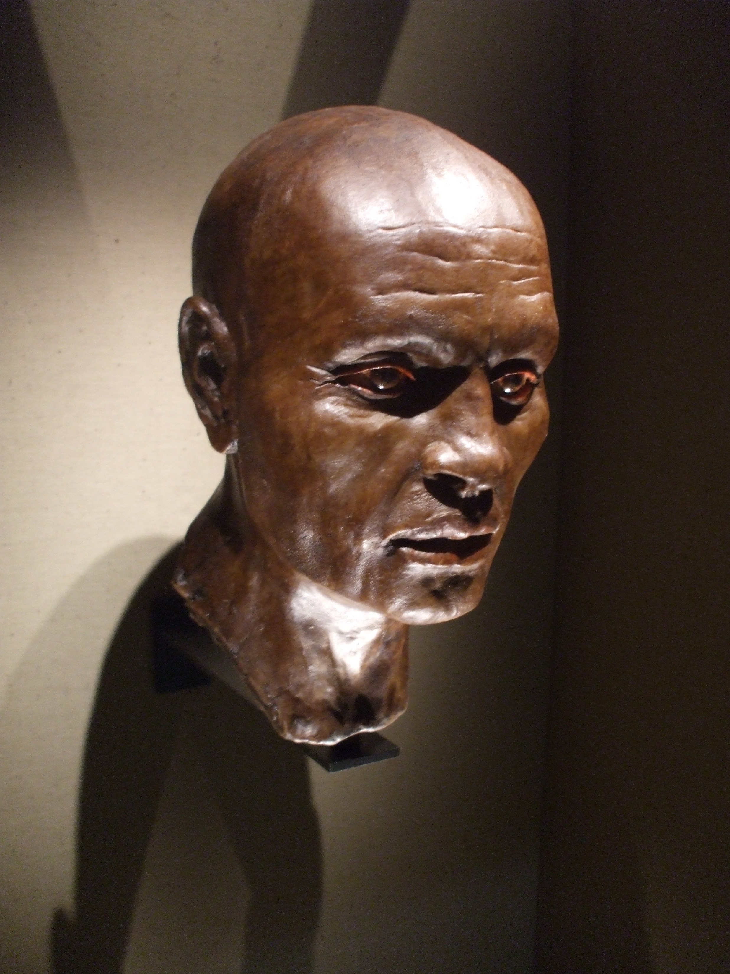 Photograph of a model of a man's head, with brown skin and shaved head.