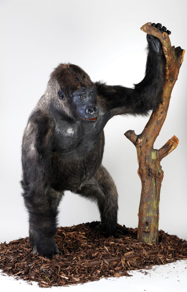Mok the Gorilla taxidermied in a standing pose, holding onto a branch