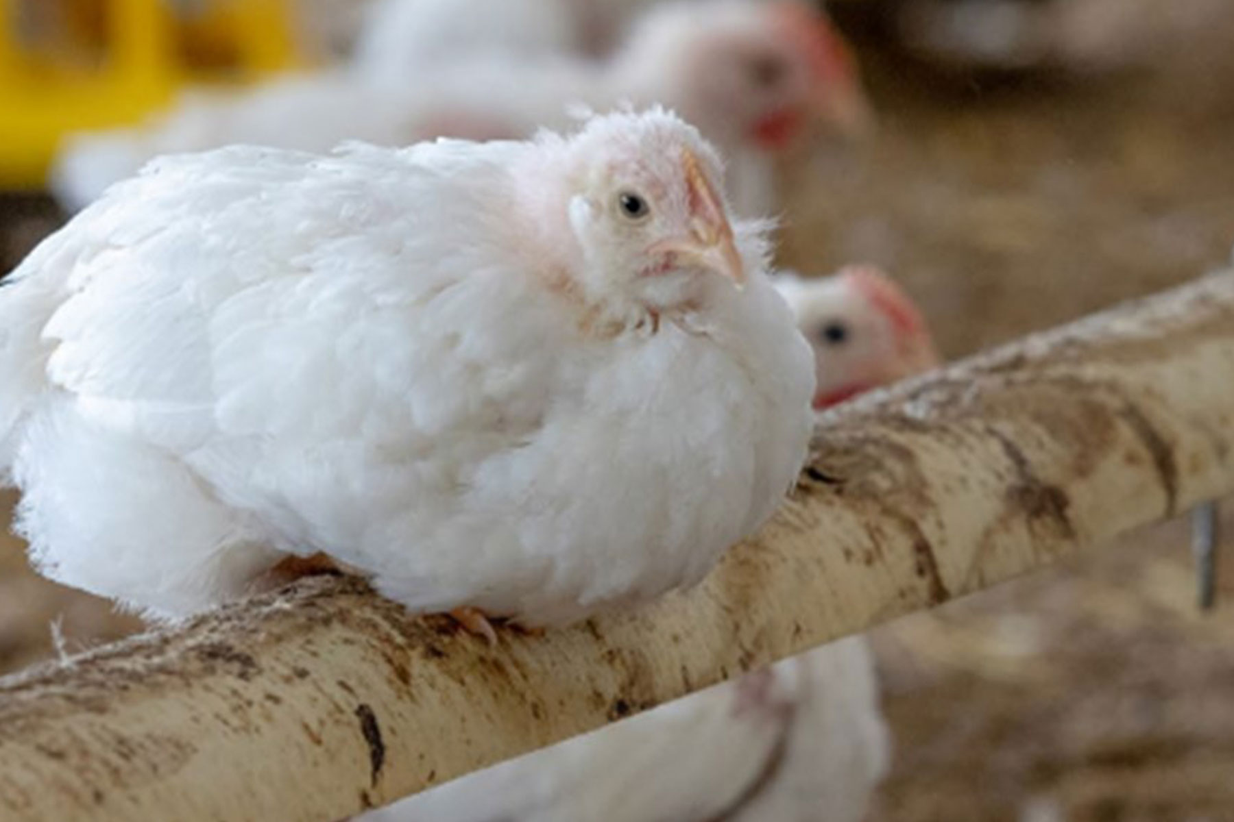 A fluffy white chicken perches on a wooden railing in a barn, surrounded by blurred background chickens, conveying a calm, rustic atmosphere.
