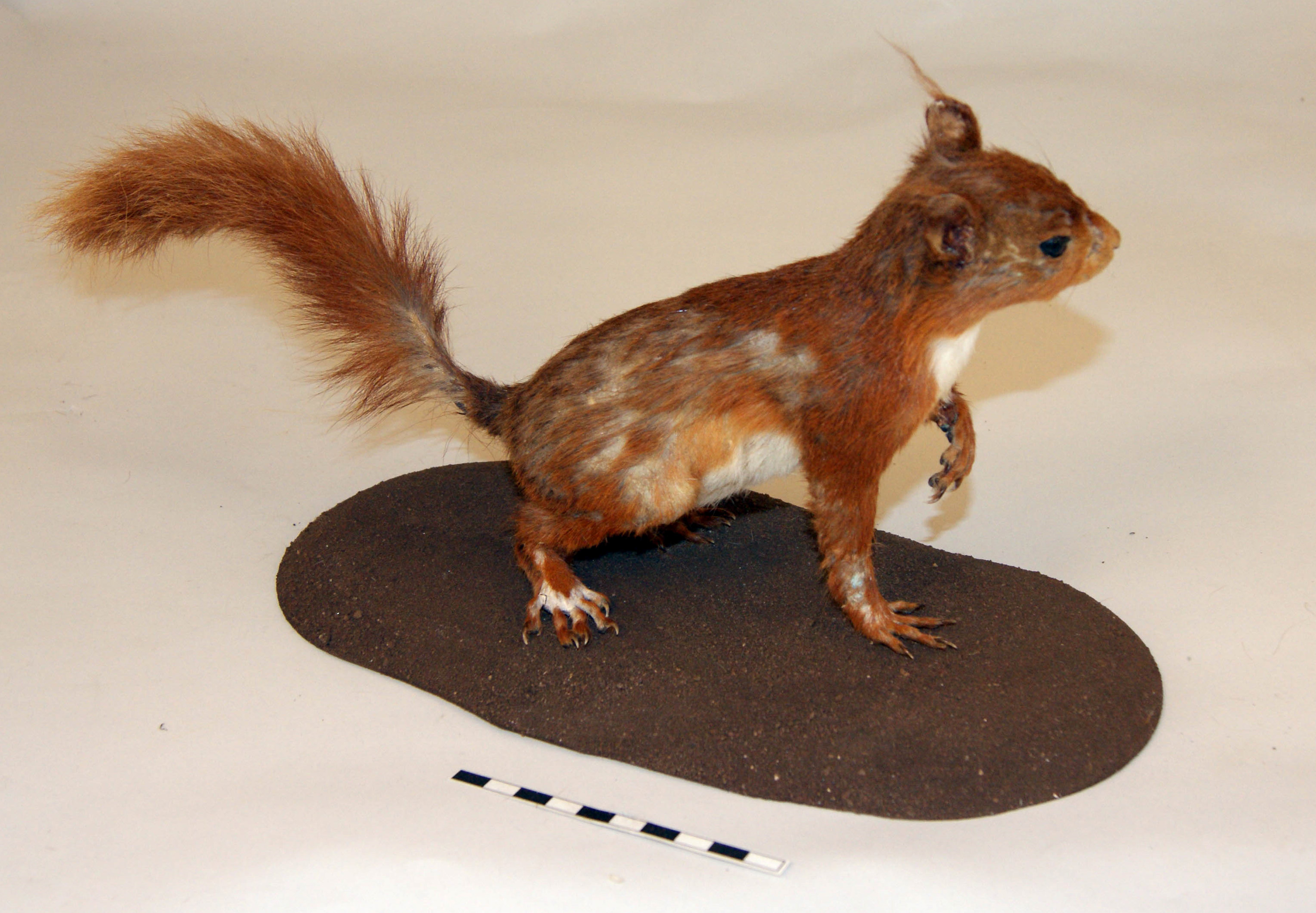 Image of a taxidermied red squirrel that was partially destroyed by moths eating the fur.