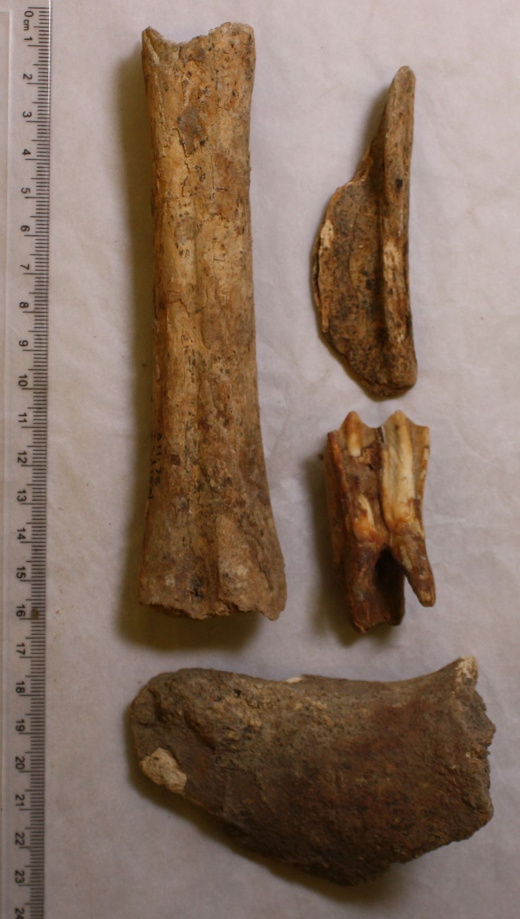 Four ancient bones of varying sizes and shapes are displayed on a flat surface alongside a ruler for scale.
