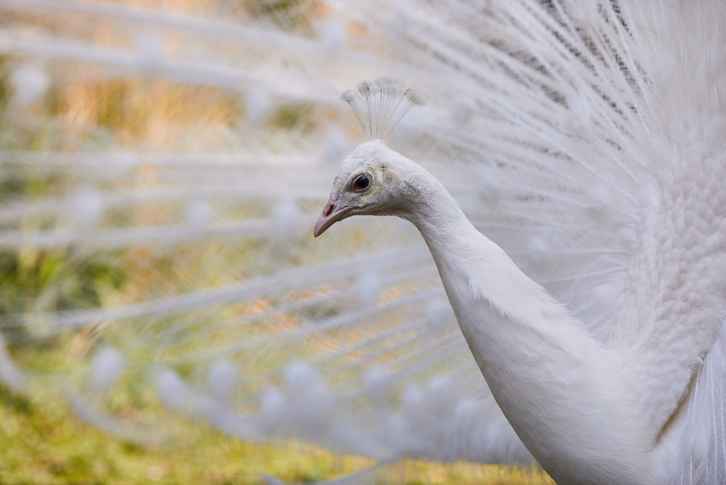 Close up showing the head and neck of a white peacock, with the spread of tail feathers in the background.