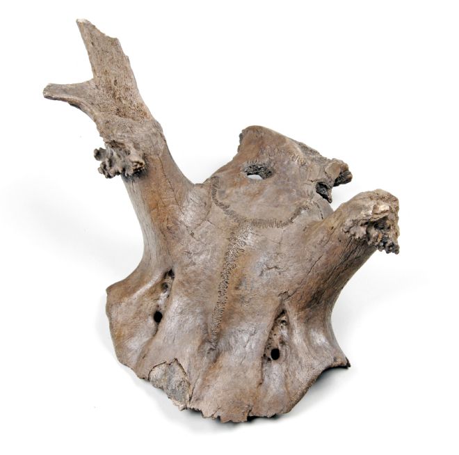 Fore part of a red deer skull with antlers  adn a hole drilled in the top.