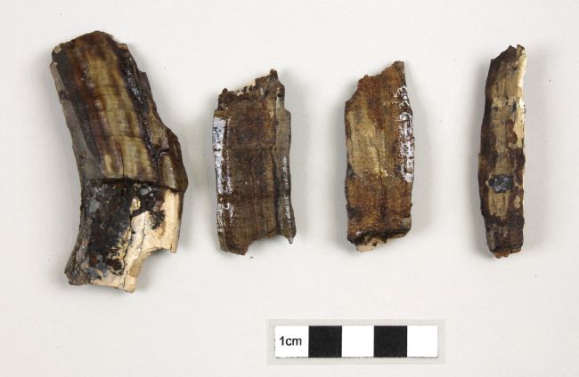 Four fragments of sub-fossilized hippo bone found at Armley, Leeds. Each fragment is between approximately 4 and 8 centemetres long.