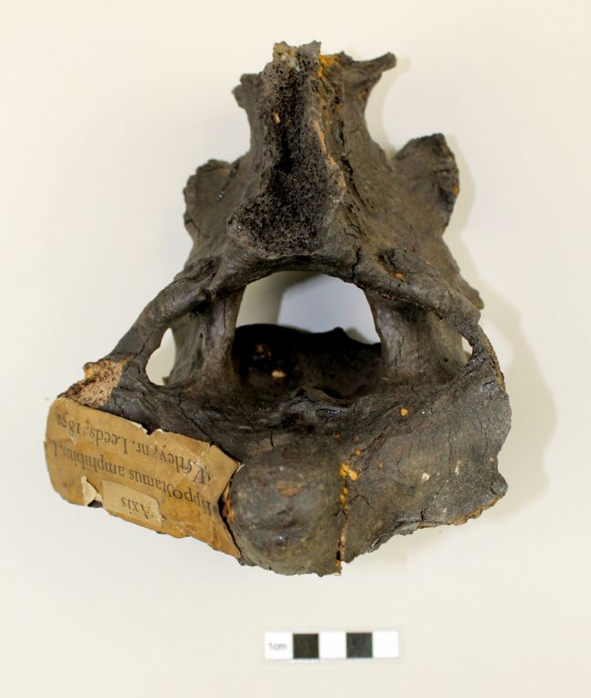 A sub-fossilized verterbrae from the hippo found in Armley, leeds.