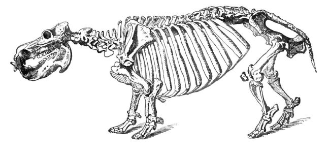 Black and white drawing of a complete hippo skeleton.