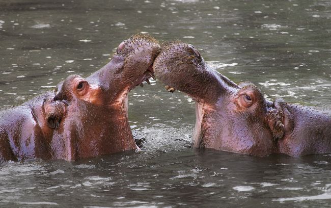 Two hippos facing each other. Each has their jaws open, with their noses touching, in mirror image of each other.