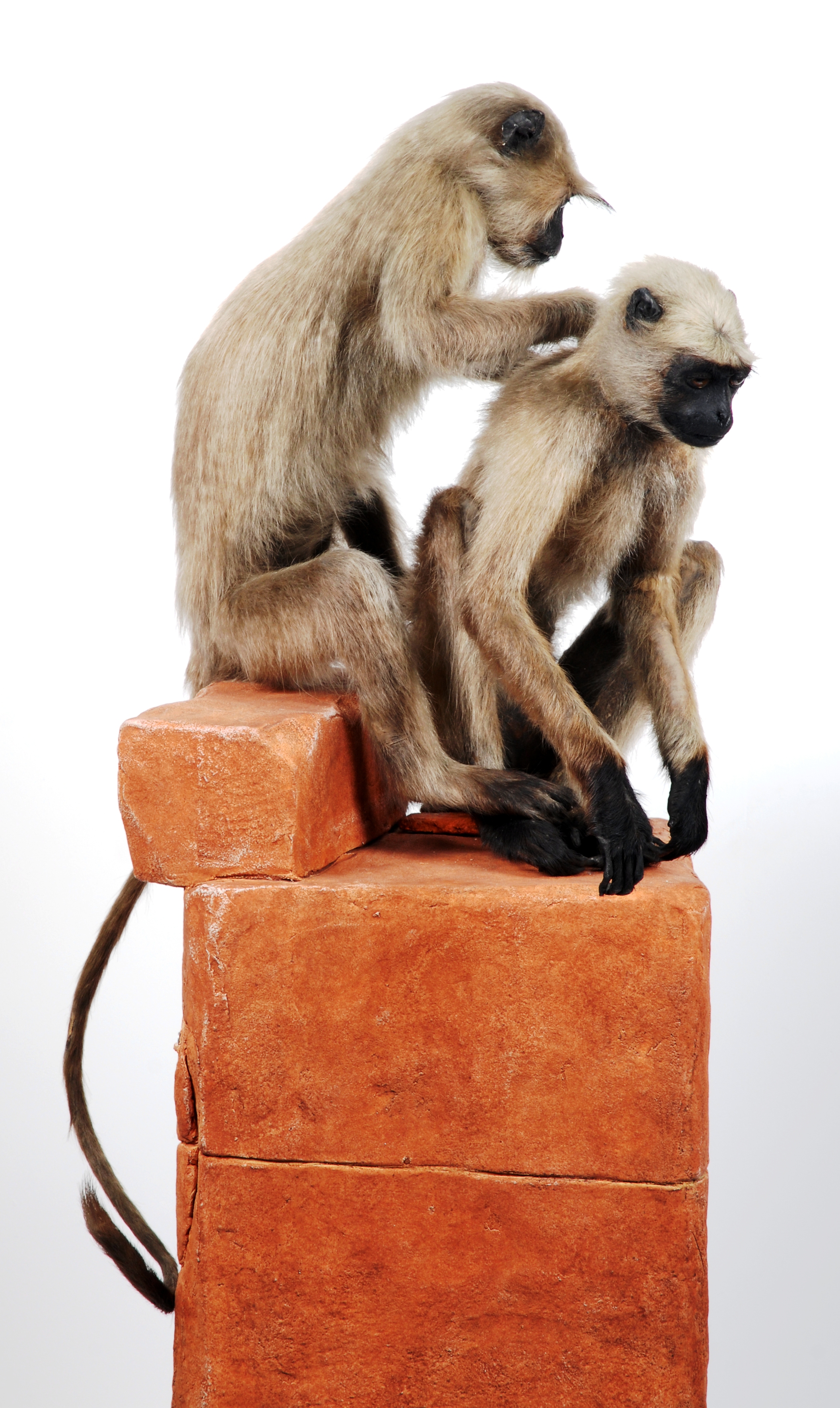 Taxidermy Grey Langurs