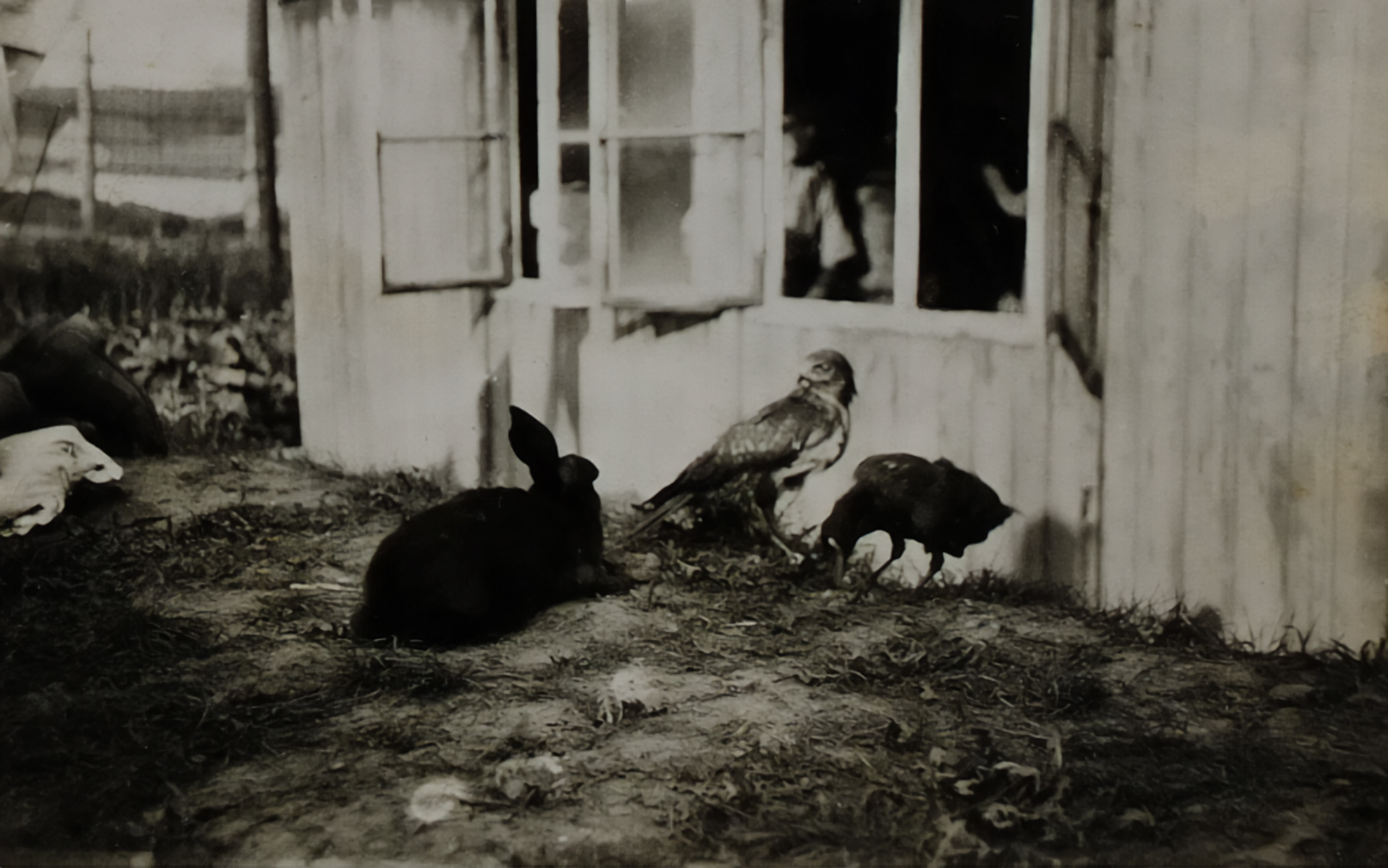 Rabbits and a bird on the ground outside a wooden camp hut with an open window.