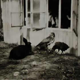 Animals outside a camp hut