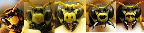 Paper Wasp Facial Markings