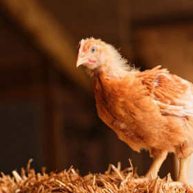 M&S Slower Reared Chicken