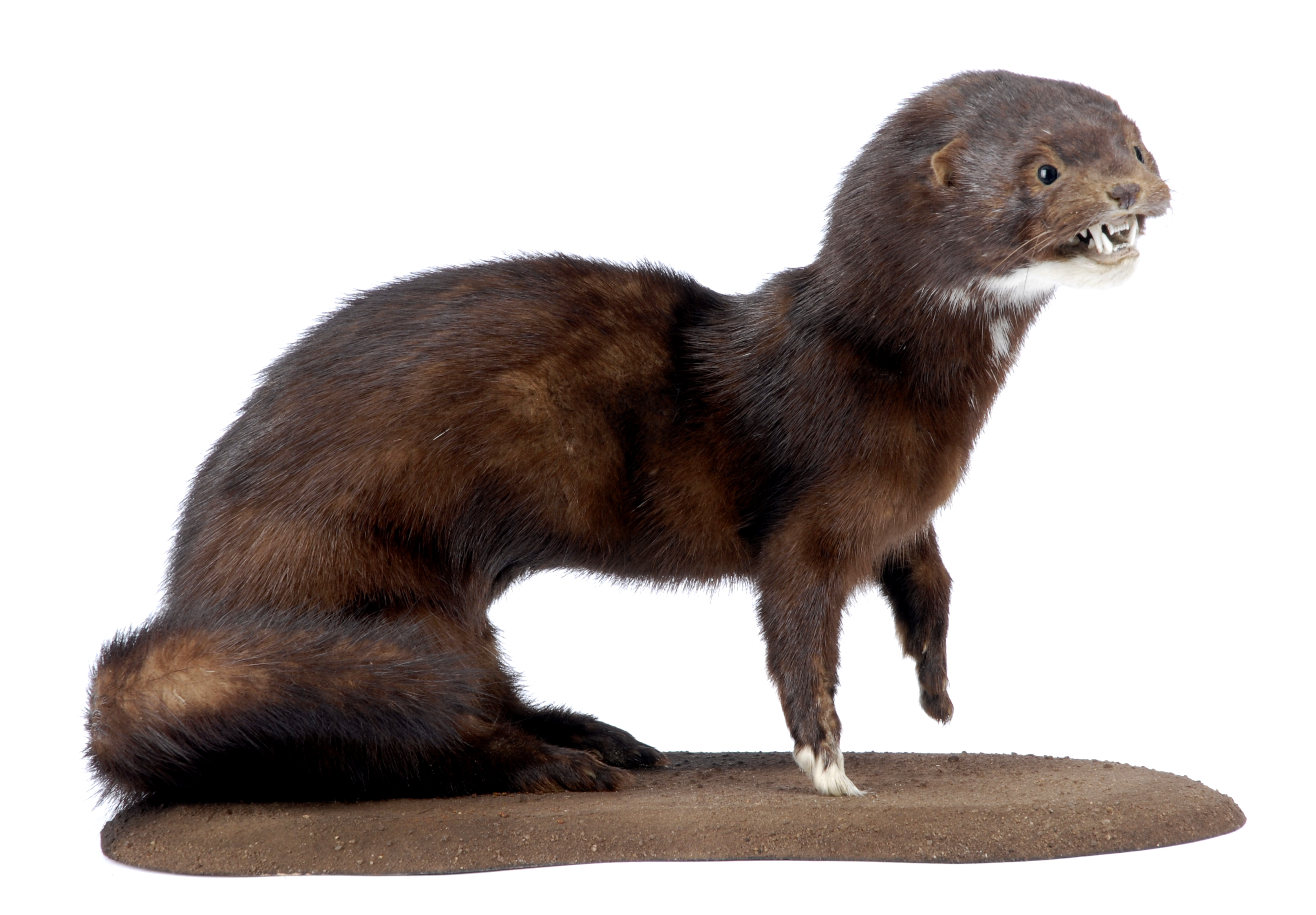 A dark brown mink taxidermy mount stands facing left. They have white fur under their chin and on their front right paw. Their front paws are slightly raised and their tail is curved around their hind legs.