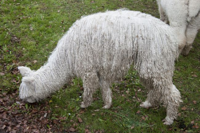 Photo of an alpaca eating grass