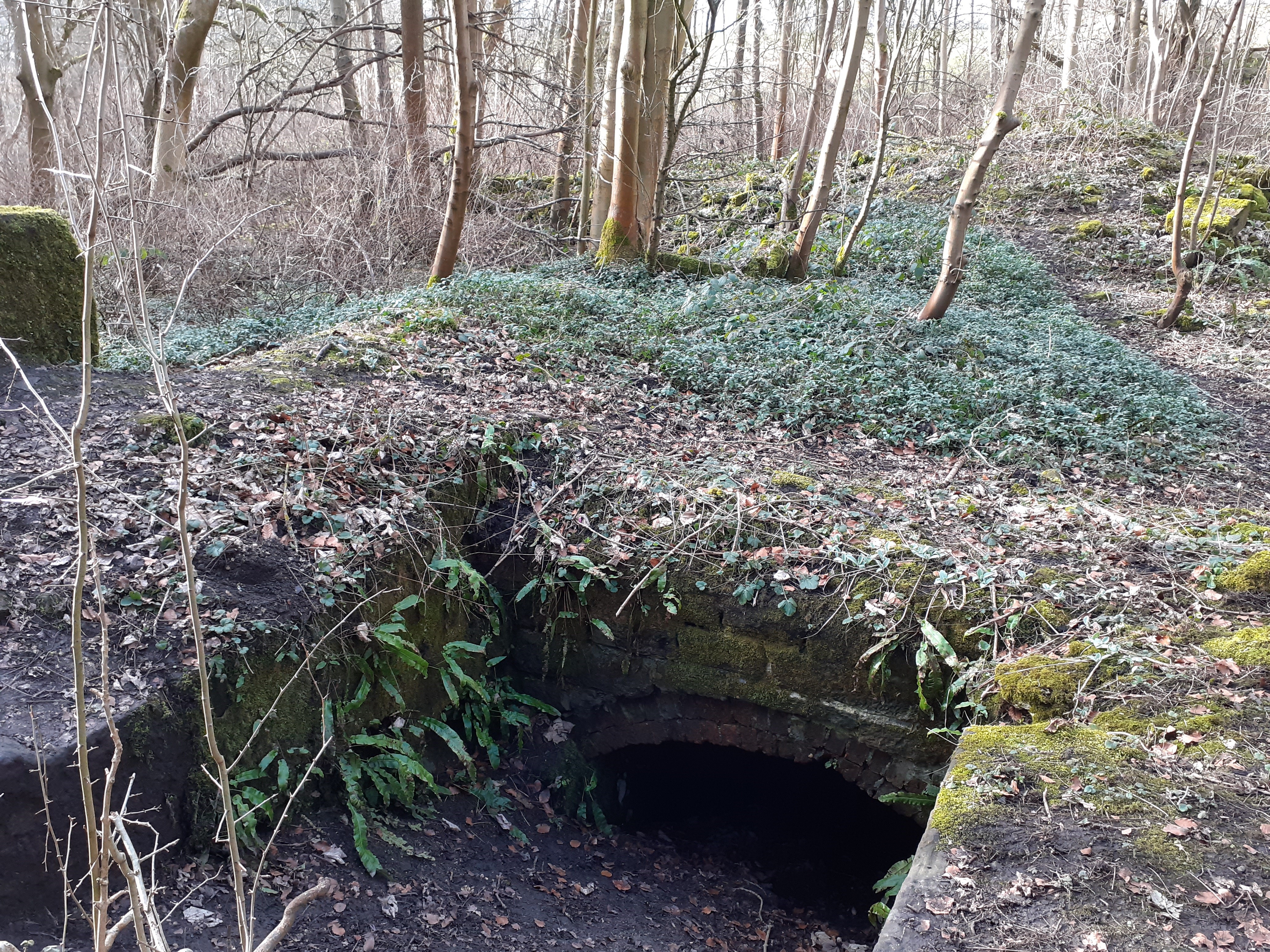 Colour photograph of a stone edged hole in the ground leading to an arch, like the top of a tunnel. The whole areas is surrounded by trees and overgrown with weeds and brambles. There are other large pieces of stone scattered among the trees.